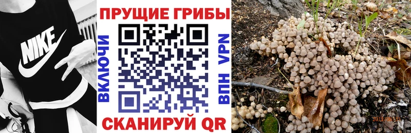 Псилоцибиновые грибы Psilocybe  Купить закладки  Магнитогорск 